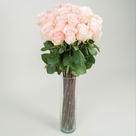 Long-Stem Premium Roses