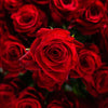 100 Premium Long Stem Red Roses