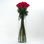 Extra Long-Stem Premium Roses